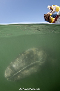 This is a gray whale in Lopez Mateos. If you haven't seen... by David Valencia 